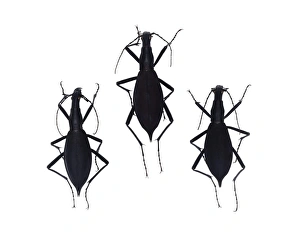 Tiger beetles Tiger beetles