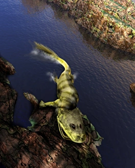 Progenitor Gallery: Tiktaalik prehistoric fish, artwork