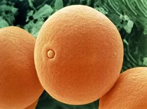 Images Dated 23rd January 2003: Timothy grass pollen grains