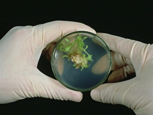 Tissue culture of tobacco plant Tissue culture of tobacco plant