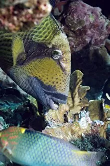 Blue Coral Gallery: Titan triggerfish breaking up coral