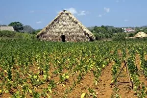 Human Geography Gallery: Tobacco field and drying house, Cuba C014 / 1493