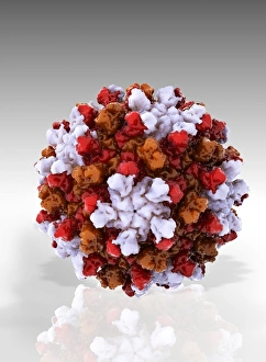 Tomato bushy stunt virus, molecular model Tomato bushy stunt virus, molecular model