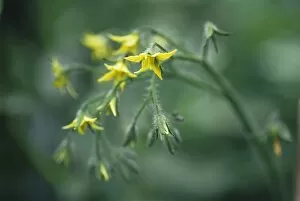 Images Dated 29th November 2004: Tomato plant flowers