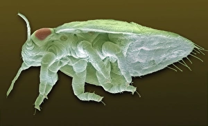 Tortoise beetle, SEM Tortoise beetle, SEM