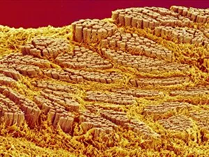 Images Dated 21st February 2005: Trachea muscle, SEM
