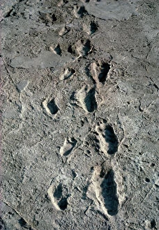 Palaeontology Gallery: Trail of Laetoli footprints