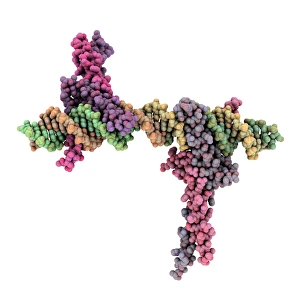 Transcription factor complexed with DNA Transcription factor complexed with DNA