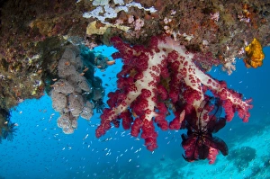 Tree coral growing on overhang Tree coral growing on overhang