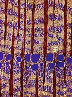Tree growth rings, light micrograph