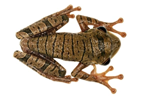 Tropical Tree Frog Images Prints: Treefrog