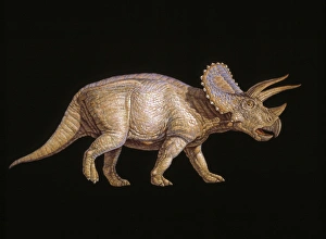 Triceratops dinosaur Triceratops dinosaur