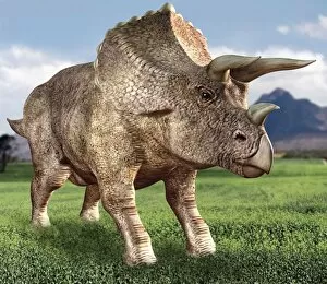 Images Dated 15th August 2003: Triceratops dinosaur