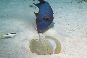 Triggerfish and ray Triggerfish and ray