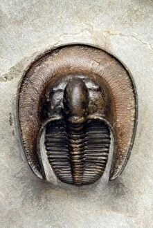 Geological Gallery: Trilobite fossil