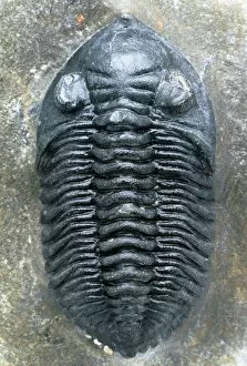 Images Dated 10th October 2000: Trilobite fossil
