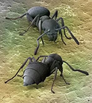 Images Dated 6th October 2008: Tropical ants, SEM