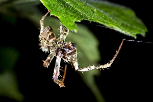 Detecting Gallery: Tropical spider detecting prey C016 / 8424
