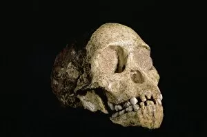 Australopithecine Collection: Tuang child skull