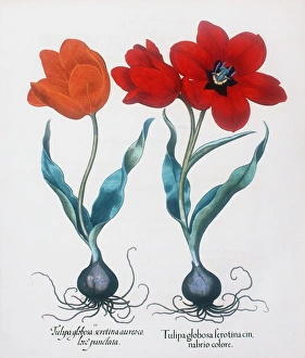 Images Dated 6th February 2002: Tulips
