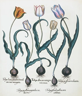 Images Dated 6th February 2002: Tulips