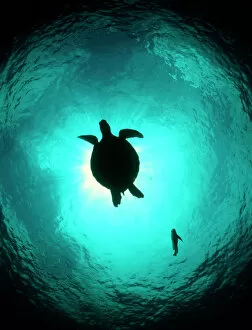 Solitary Gallery: Turtle swimming