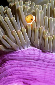 Reef Gallery: Twoband anemonefish