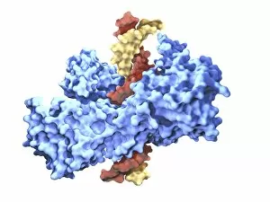 Type I topoisomerase protein bound to DNA F007/9911