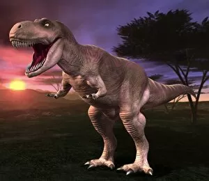 Images Dated 15th August 2003: Tyrannosaurus rex