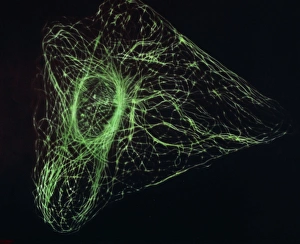 Ultraviolet fluorescence micrograph animal cell Ultraviolet fluorescence micrograph animal cell