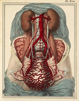 Uterine arteries, 1825 artwork Uterine arteries, 1825 artwork