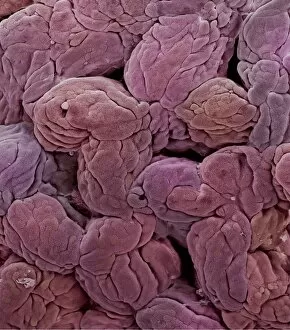 Images Dated 12th February 2002: Uterine lining, SEM