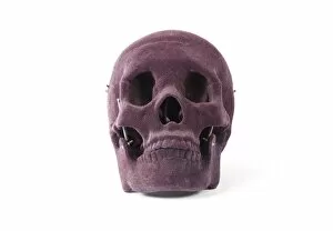 Velvet skull, anatomical model
