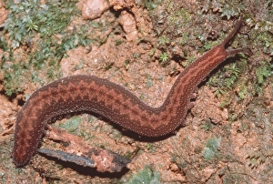 Velvet worm Velvet worm