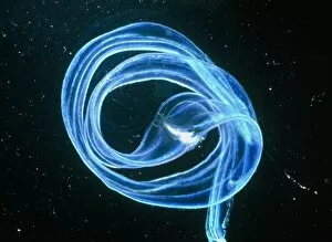 Images Dated 9th February 2004: Venuss girdle, a type of comb jellyfish