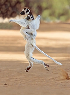 Verreauxs sifaka mother and baby Verreauxs sifaka mother and baby