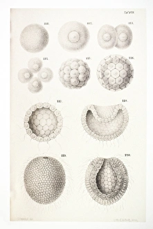 Differentiation Gallery: Vertebrate embryonic development, artwork