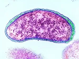 Images Dated 18th April 2002: Vibrio cholerae bacterium, TEM