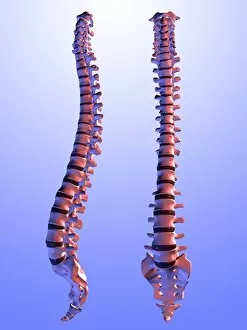 Back Bone Gallery: Two views of the human spine