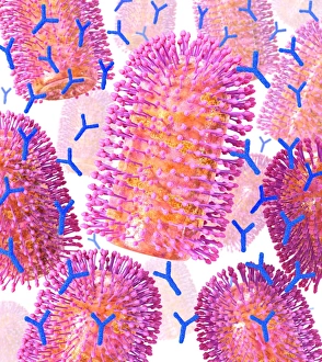 Viral recognition by antibodies, artwork C013/4722 Viral recognition by antibodies, artwork C013/4722