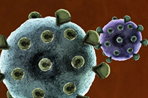 Microorganisms Gallery: Virus particles, artwork F007 / 8506