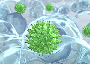 Virus particles entering cells, artwork Virus particles entering cells, artwork