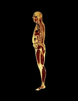 Images Dated 9th November 1995: Visible Human Project: sectioned male body (side)