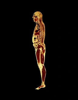 Images Dated 9th November 1995: Visible Human Project: sectioned male body (side)