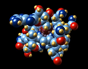 Vitamin B12 and coenzyme molecule Vitamin B12 and coenzyme molecule