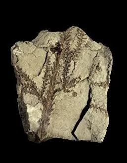 Images Dated 16th December 2013: Voltzia conifer fossil C018 / 9400