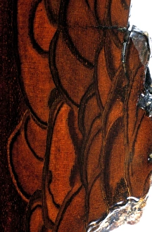 Walnut bark Walnut bark