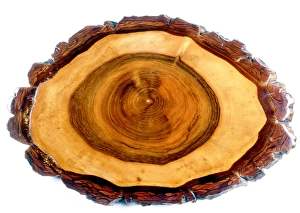 Walnut tree trunk Walnut tree trunk