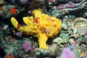 Images Dated 15th July 2005: Warty frogfish