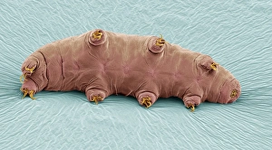 Microorganisms Gallery: Water bear, SEM C016 / 9084